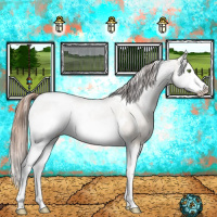 Horse Color:White Spotted Classic Champagne Dun Splash Appaloosa 