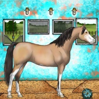 Horse Color:Bay Dun Sabino 