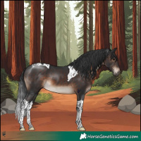 Horse Color:Brown Tobiano 