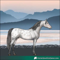Horse Color:Gray Platinum Buckskin Roan Appaloosa 