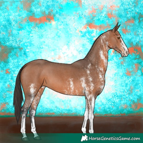 Horse Color:White Spotted Bay 