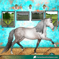 Horse Color:Gray Bay Ice Rabicano 