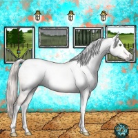 Horse Color:Gray Silver Sable Champagne Dun Tobiano Appaloosa 