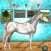 Horse Color:Gray Silver Amber Champagne Dun Tobiano Frame Appaloosa 