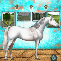 Horse Color:Gray White Spotted Chestnut 