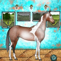 Horse Color:Gray Bay Tobiano 