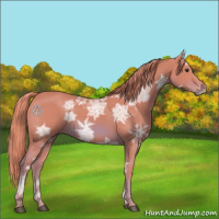 Horse Color:Watercolor Chestnut Ice 
