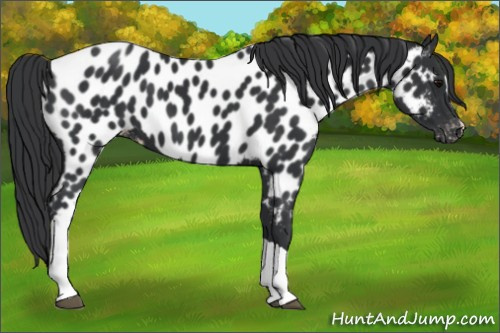 Horse Color:Black Appaloosa 