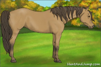 Horse Color:Buckskin 