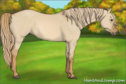 Horse Color:Red Dun 