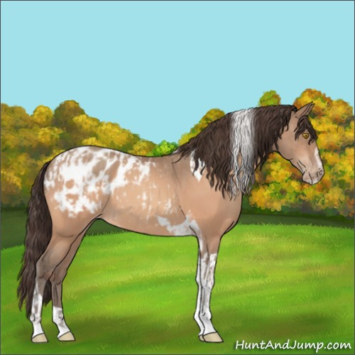 Horse Color:Amber Champagne Sabino Tobiano Blanket and Amber Champagne Sabino Tobiano Blanket