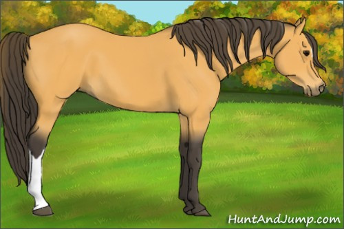 Horse Color:Buckskin 