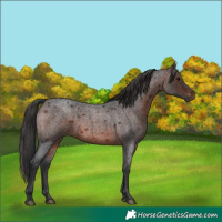 Horse Color:Brown Roan 