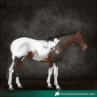 Horse Color:Bay Tobiano Snowcap