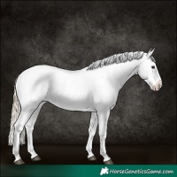 Horse Color:Chestnut Tobiano Appaloosa 