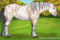 Horse Color:Bay Dun and White Spotted Bay Dun