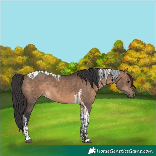 Horse Color:Brown Dun  and Brown Dun Tobiano 