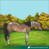 Horse Color:Brown Dun  and Brown Dun Tobiano 