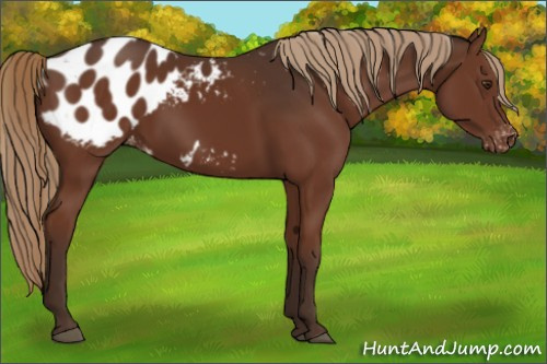 Horse Color:Liver Chestnut Appaloosa 