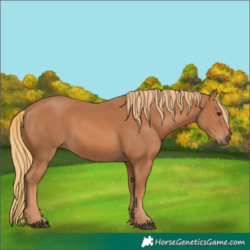 Horse Color:Chestnut 