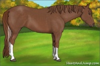 Horse Color:Chestnut Tobiano