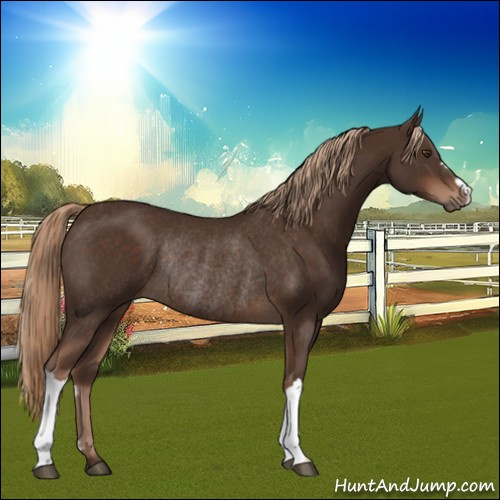 Horse Color:Liver Chestnut Rabicano 