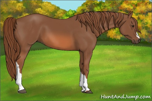 Horse Color:Chestnut 