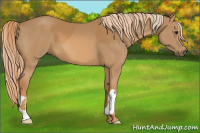 Horse Color:Chestnut  and Chestnut 