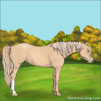 Horse Color:Gold Champagne