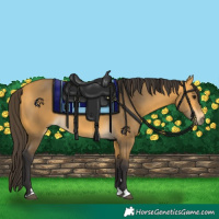 Horse Color:Buckskin 