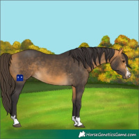 Horse Color:Buckskin 