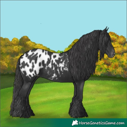 Horse Color:Black Appaloosa 