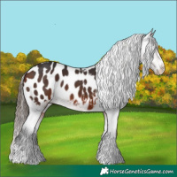 Horse Color:Bay Appaloosa 