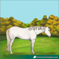 Horse Color:Perlino Dun 