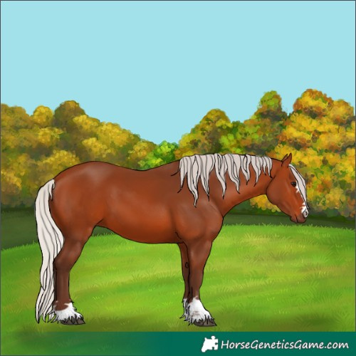 Horse Color:Silver Bay 