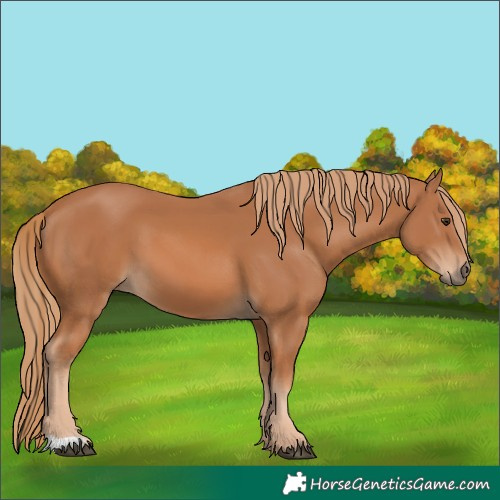 Horse Color:Chestnut 