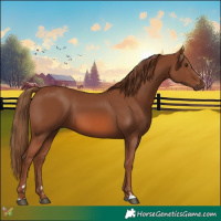 Horse Color:Chestnut 