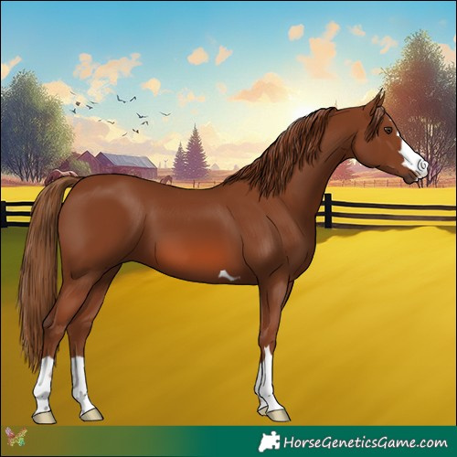 Horse Color:Chestnut 