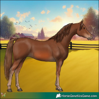 Horse Color:Chestnut 