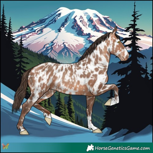 Horse Color:Amber Champagne Near Leopard and Amber Champagne Near Leopard Rabicano