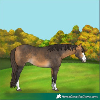 Horse Color:Buckskin 