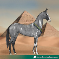 Horse Color:Blue Roan Sabino Splash  and Blue Roan Sabino Splash 