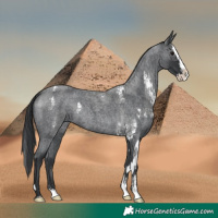Horse Color:Blue Roan Sabino Splash and Blue Roan Sabino Splash