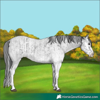 Horse Color:White Spotted Blue Roan Rabicano  and White Spotted Blue Roan Splash Rabicano 