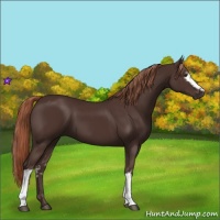 Horse Color:White Spotted Liver Chestnut 