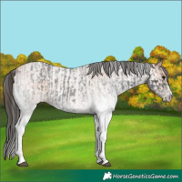 Horse Color:White Spotted Blue Roan Rabicano  and White Spotted Bay Roan Rabicano 
