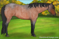 Horse Color:Bay Roan 