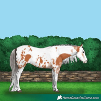 Horse Color:Bay Splash Tobiano Near Leopard  and Bay Splash Tobiano 