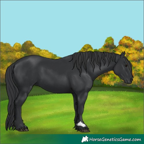 Horse Color:Black 