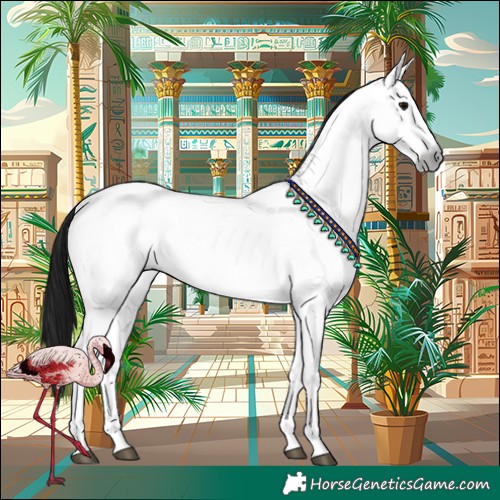 Horse Color:Gray White Spotted Brown 